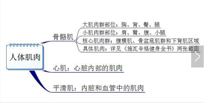 你真的認(rèn)識(shí)你身體的肌肉嗎？